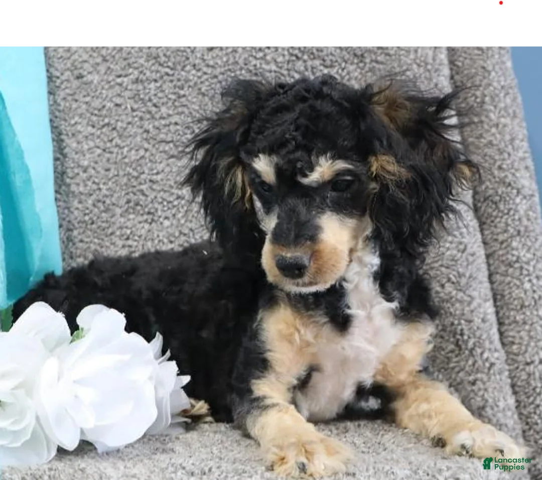 Cavapoo dogs for sale: Tuxedo - Ad 1