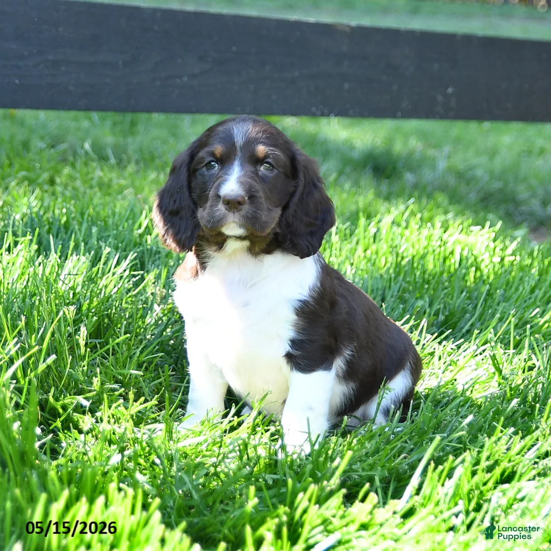 English Springer Spaniel dogs for sale: Gladius - Ad 1