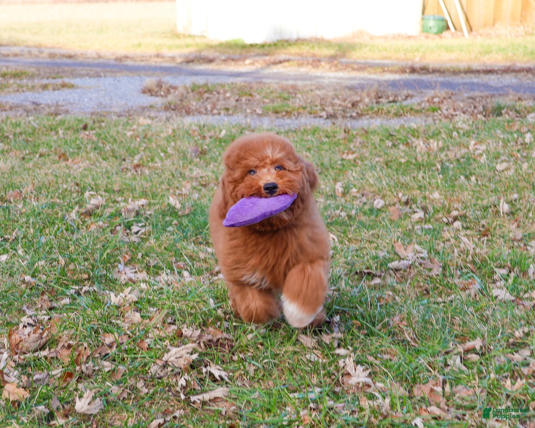 Mini Goldendoodle dogs for sale: Victoria  - Ad 6