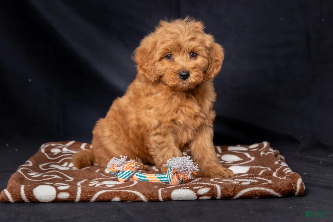 Mini Goldendoodle dogs for sale: Leah - Ad 2