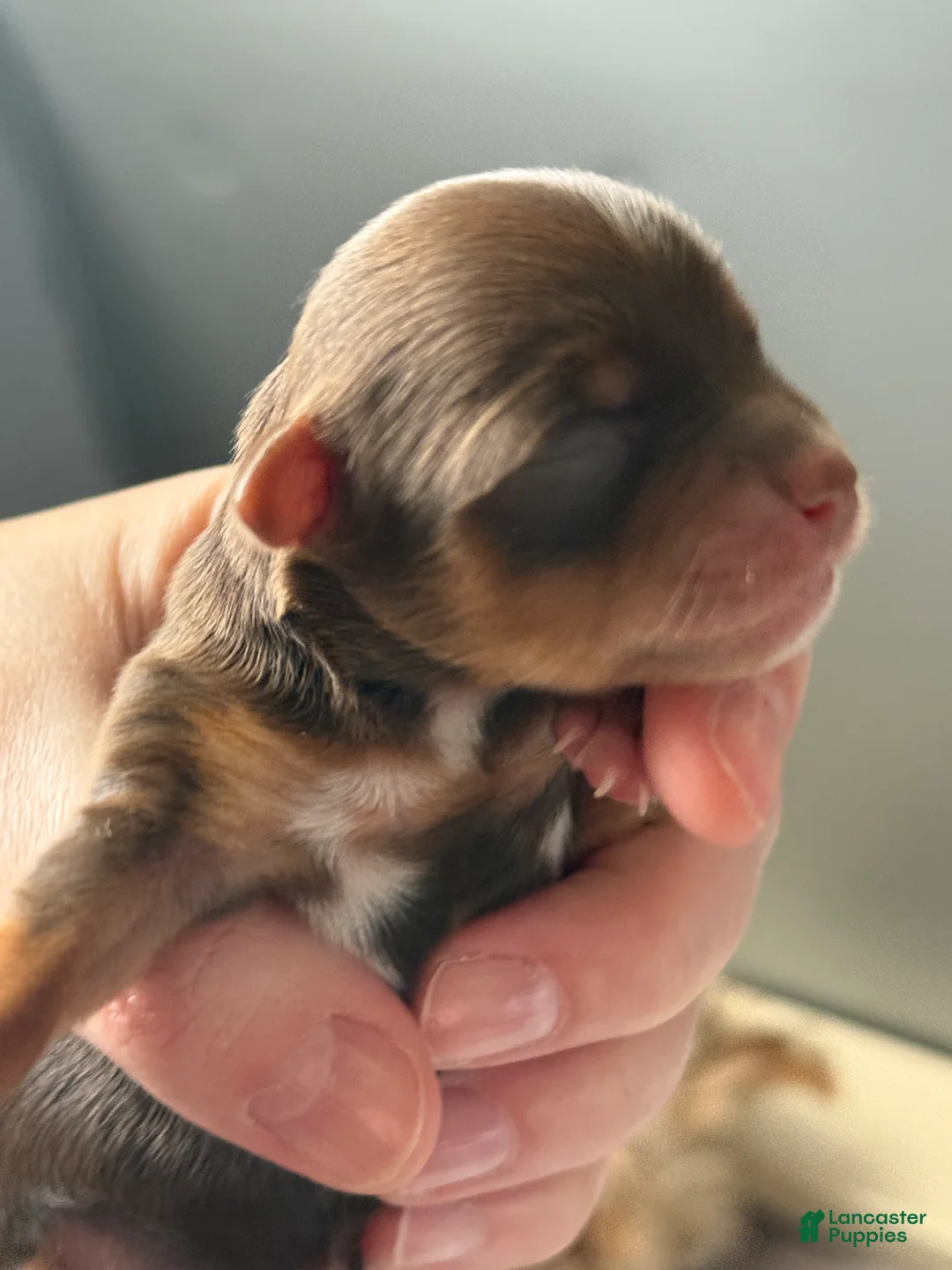 Yorkshire Terrier dogs for sale: Yorkshire Terrier Puppy 4 - Ad 1