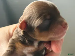 Yorkshire Terrier dogs Yorkshire Terrier Puppy 4 - Ad 29