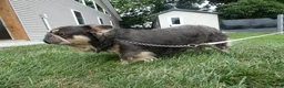 French Bulldog dogs for sale: French Bulldog 1 Diego - Ad 2