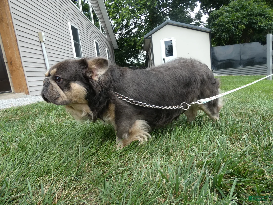 French Bulldog dogs for sale: French Bulldog 1 Diego - Ad 2