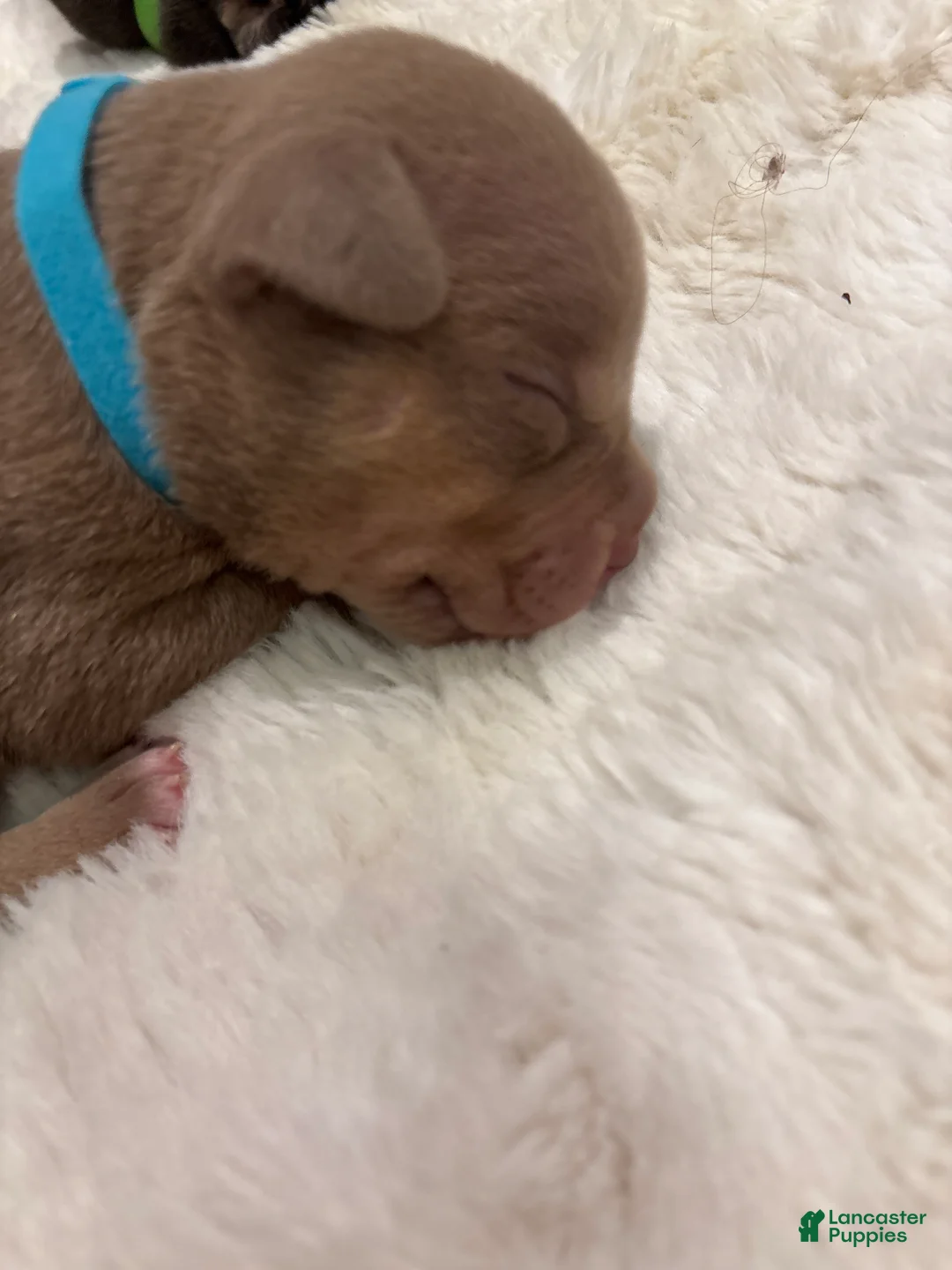 American Bully dogs for sale: American Bully Puppy 5 - Ad 1