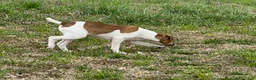Jack Russell Terrier dogs for sale: Jack Russell Terrier Boy 1 - Ad 5