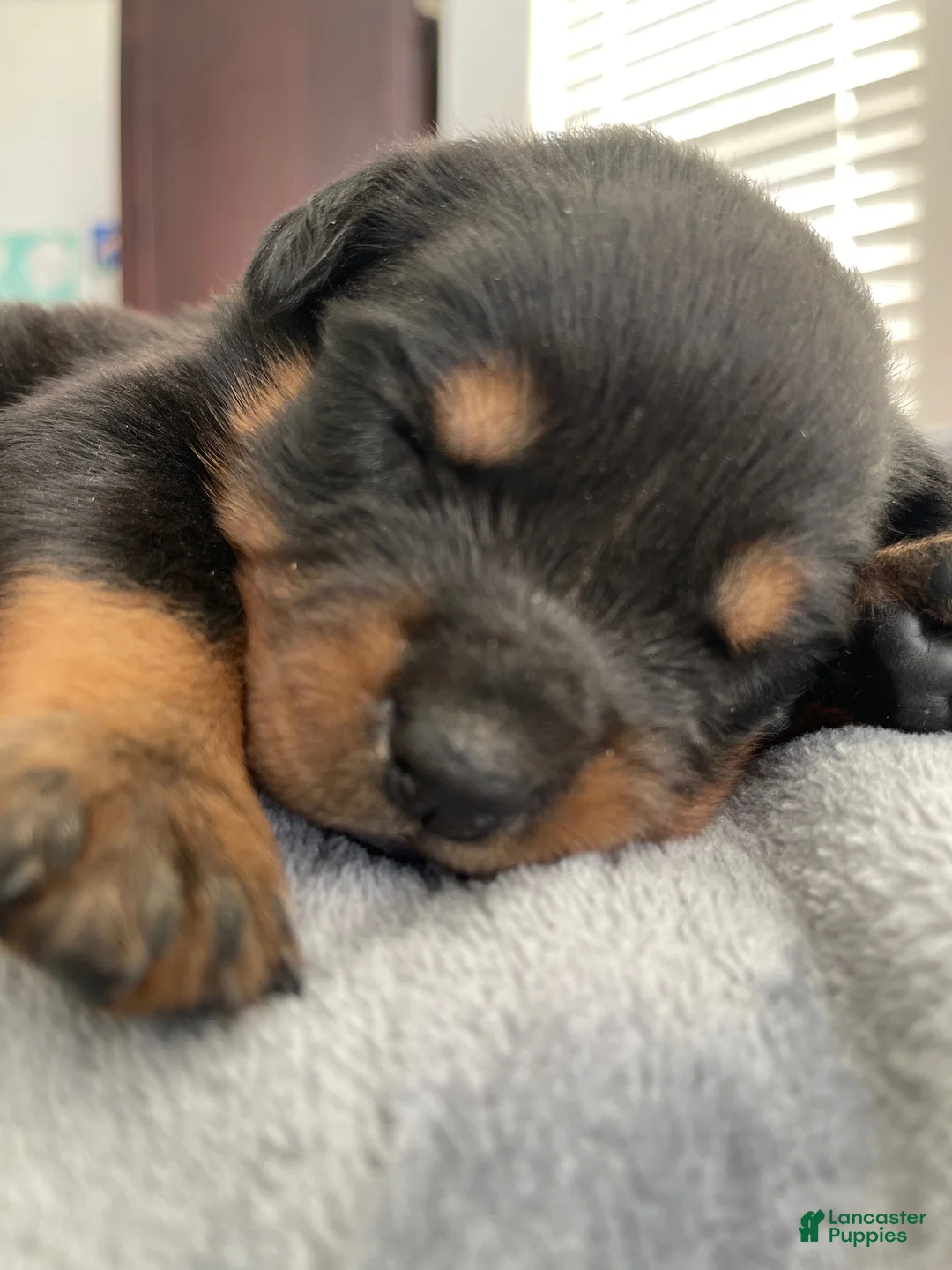Rottweiler dogs for sale: Rottweiler Puppy 3 - Ad 1
