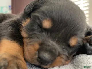 Rottweiler dogs Rottweiler Puppy 3 - Ad 5