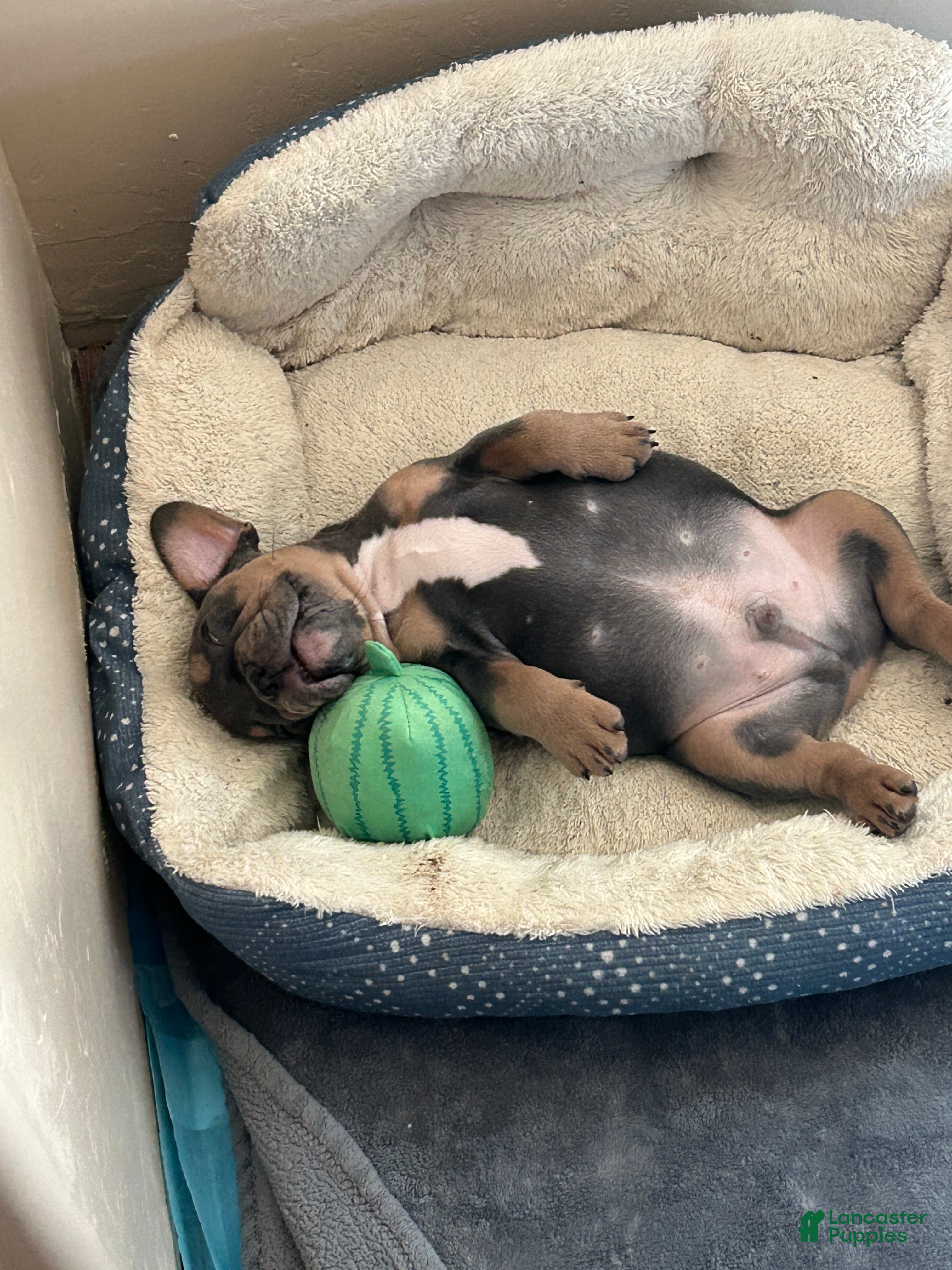 French Bulldog dogs French Bulldog Puppy 3 - Ad 39