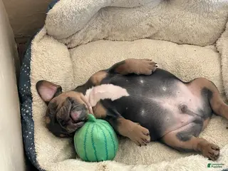 French Bulldog dogs French Bulldog Puppy 3 - Ad 39