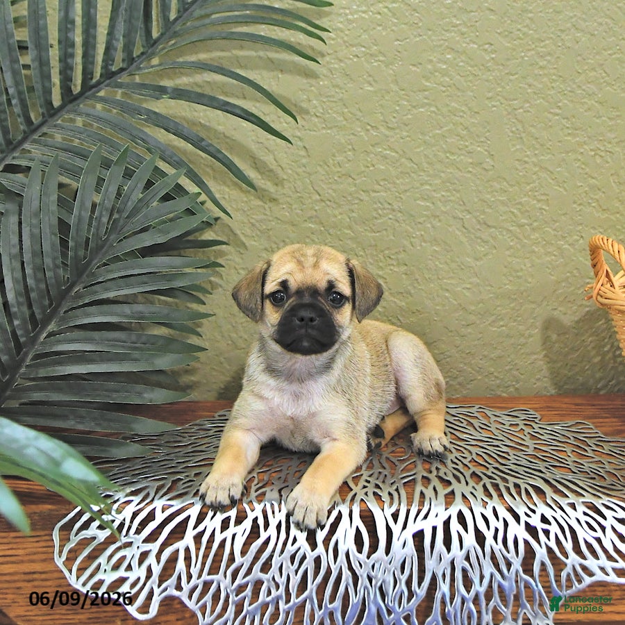 Mixed Breed dogs Charlotte - Ad 2