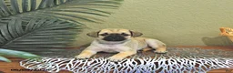 Mixed Breed dogs for sale: Charlotte - Ad 2