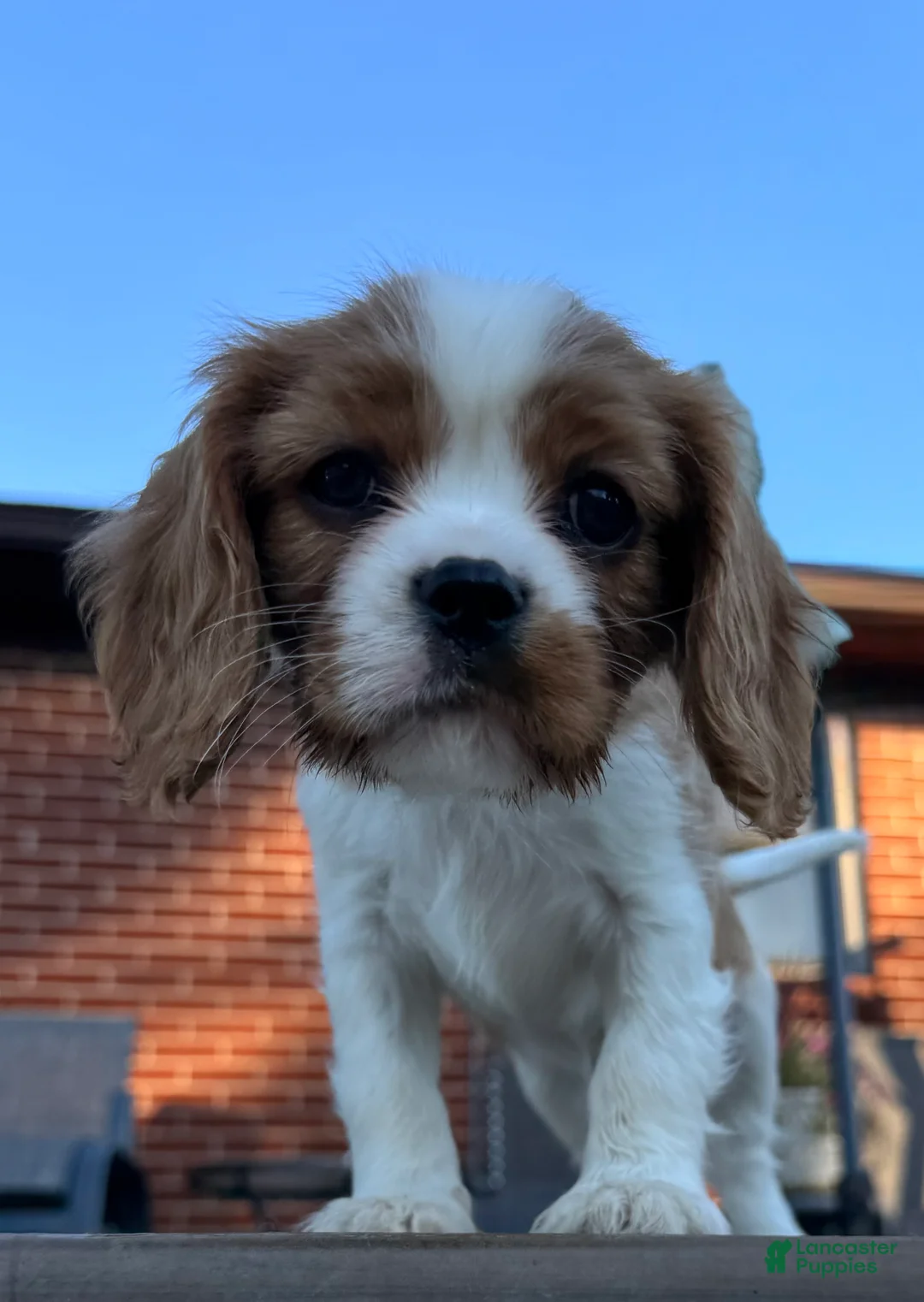 Cavalier King Charles Spaniel dogs for sale: Schroeder - Ad 2