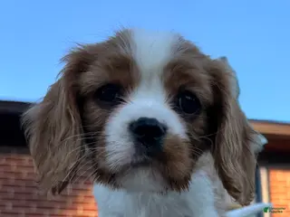Cavalier King Charles Spaniel dogs Schroeder - Ad 2