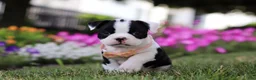 Boston Terrier dogs for sale: Xena - Ad 2