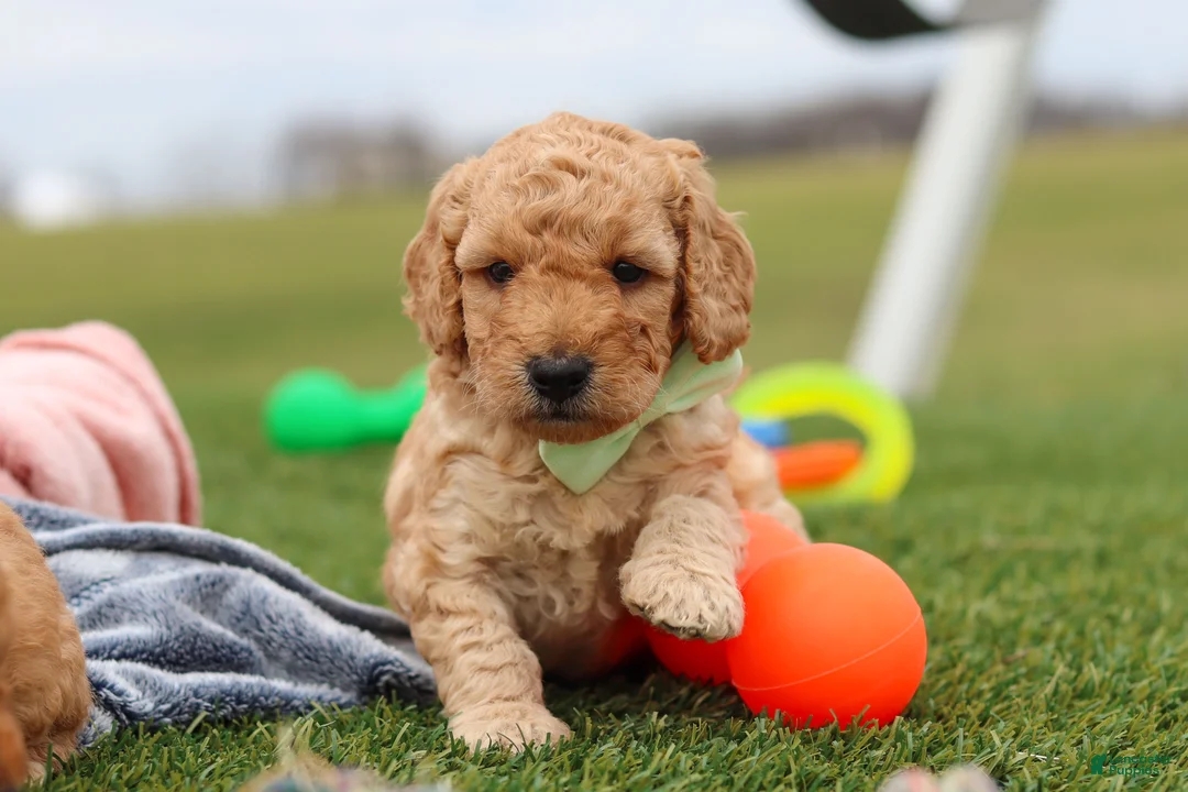 Mini Goldendoodle dogs for sale: Tyrone - Ad 1