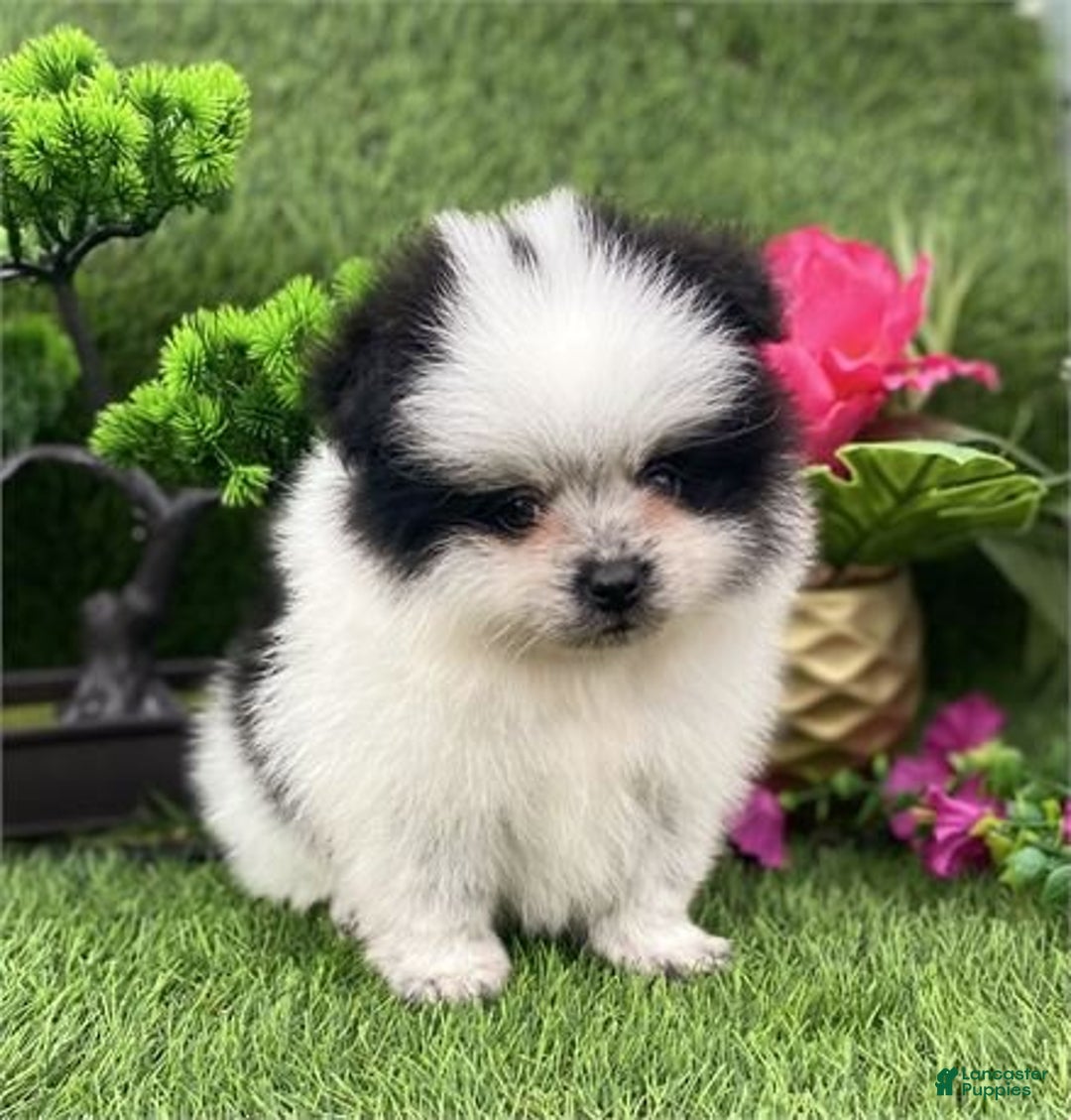 Pomeranian dogs for sale: Prada - Ad 1