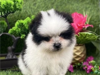 Pomeranian dogs Prada - Ad 10