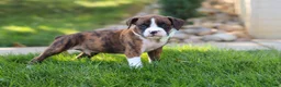Boxer dogs for sale: Leo - Ad 6