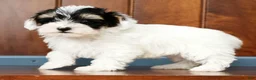 Yorkiepoo dogs for sale: Buck - Ad 2
