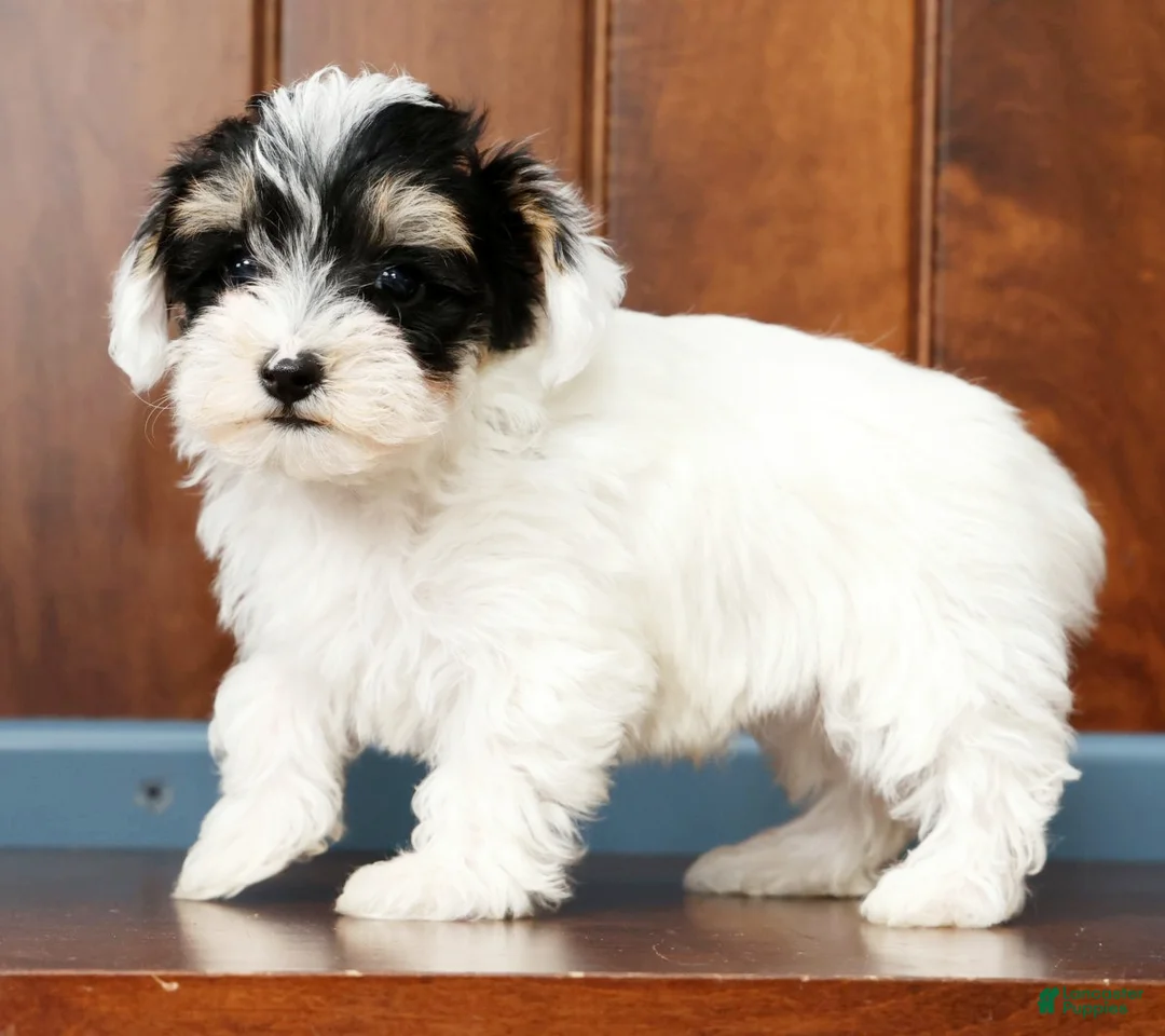 Yorkiepoo dogs for sale: Buck - Ad 2