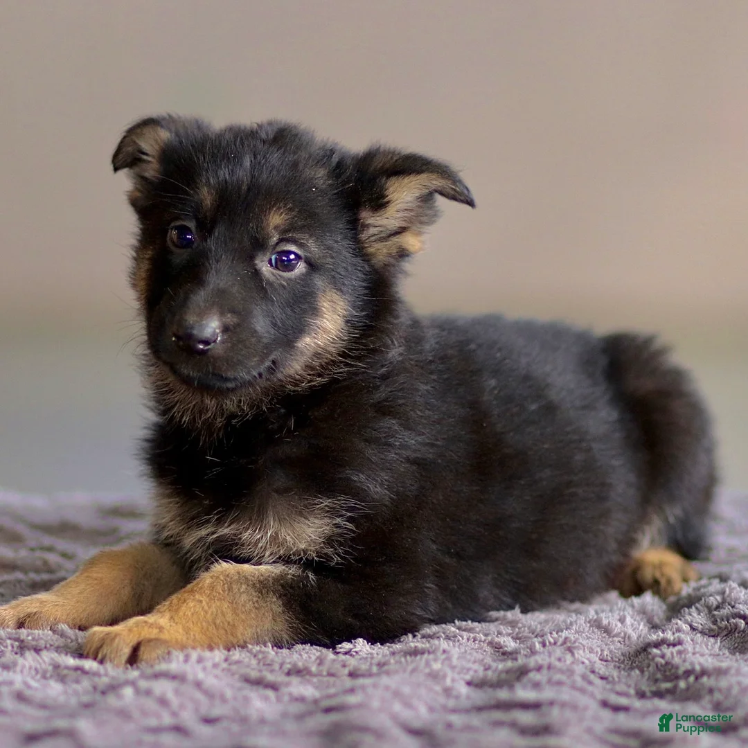 German Shepherd dogs for sale: Greta - Ad 1