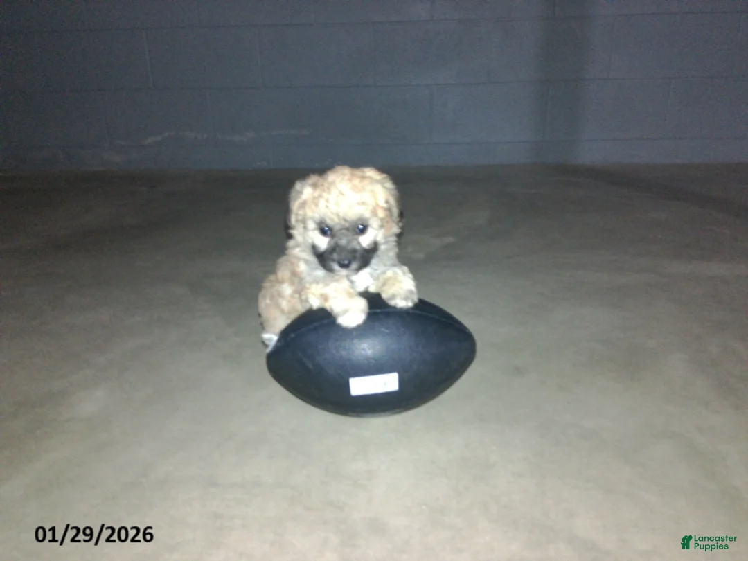 Yorkiepoo dogs for sale: Cara  - Ad 12