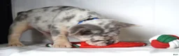 French Bulldog dogs for sale: Tucker - Ad 9