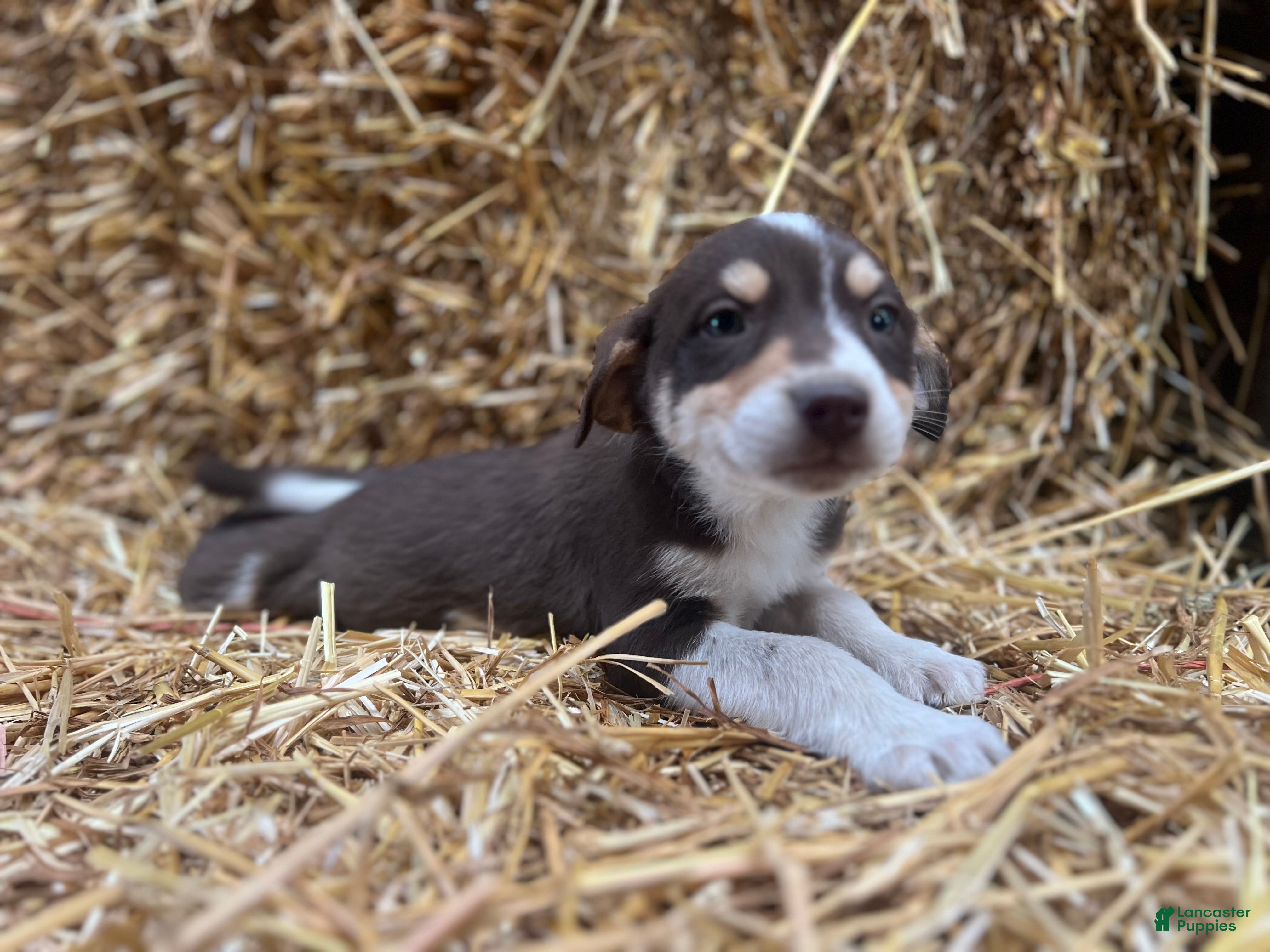 Mixed Breed dogs Carl - Ad 12