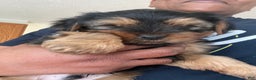 Yorkshire Terrier dogs for sale: Pet 1 - Ad 4
