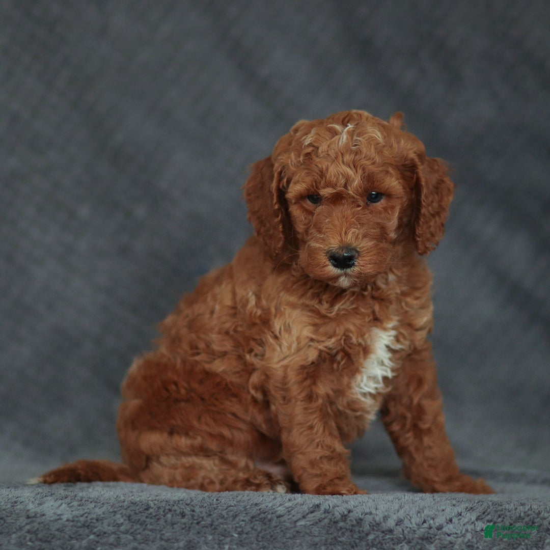 Mixed Breed dogs for sale: Ranger Jr. - Ad 1