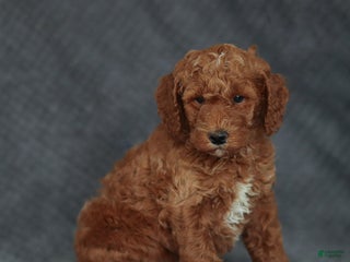 Mixed Breed dogs Ranger Jr. - Ad 9