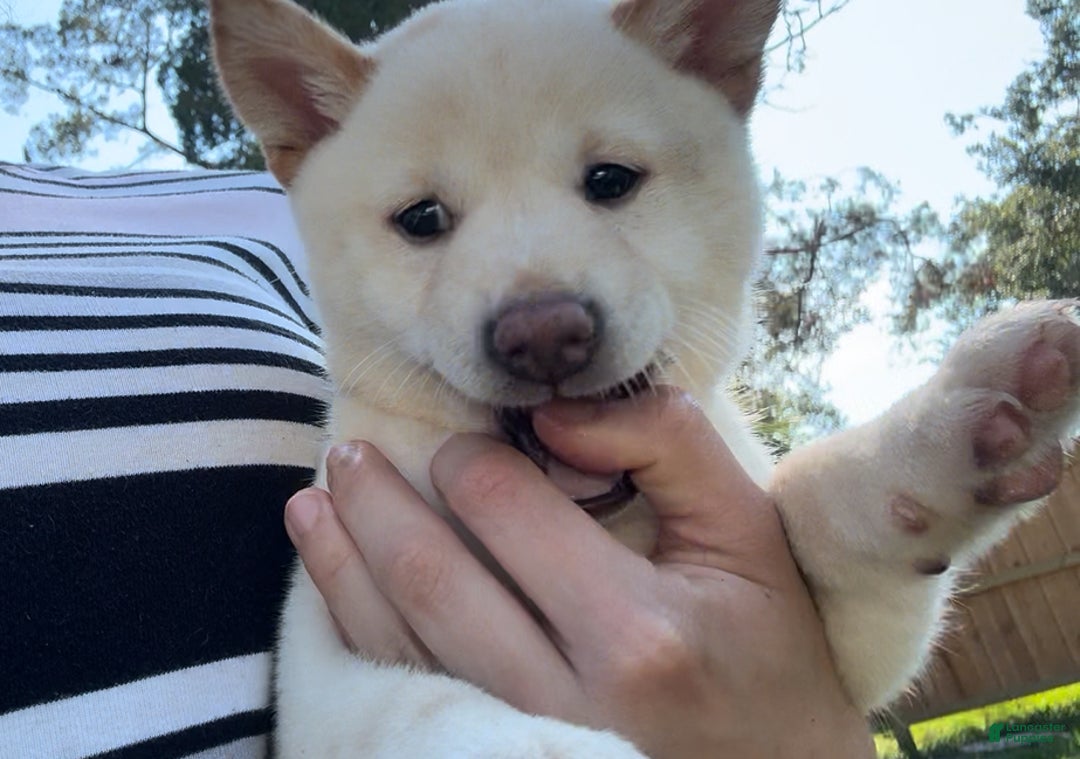Shiba Inu dogs for sale: Shiba Inu Puppy 5 - Ad 14