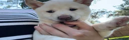 Shiba Inu dogs for sale: Shiba Inu Puppy 5 - Ad 14