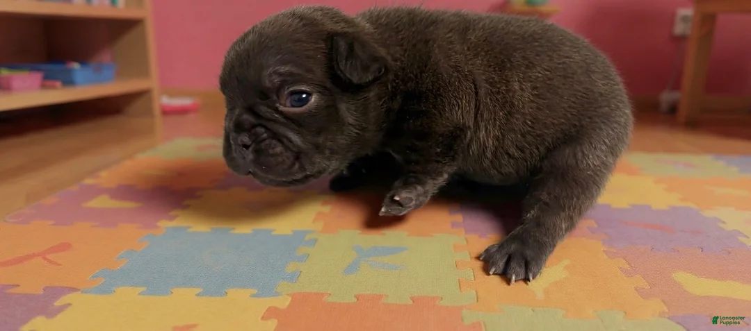 French Bulldog dogs for sale: Cocoa - Ad 1