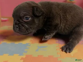 French Bulldog dogs for sale: Cocoa - Ad 2