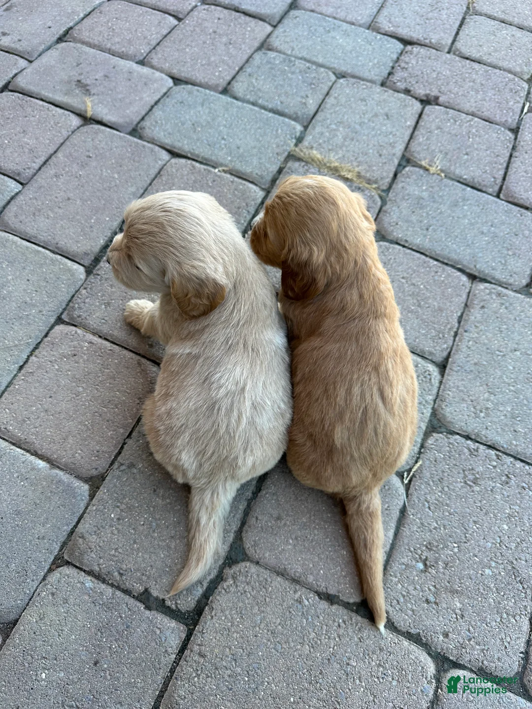 Goldendoodle dogs for sale: Goldendoodle 7 - Ad 3