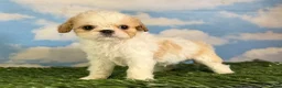 Cavapoo dogs for sale: Ginseng - Ad 7