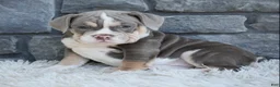 Beabull dogs for sale: Bella - Ad 3