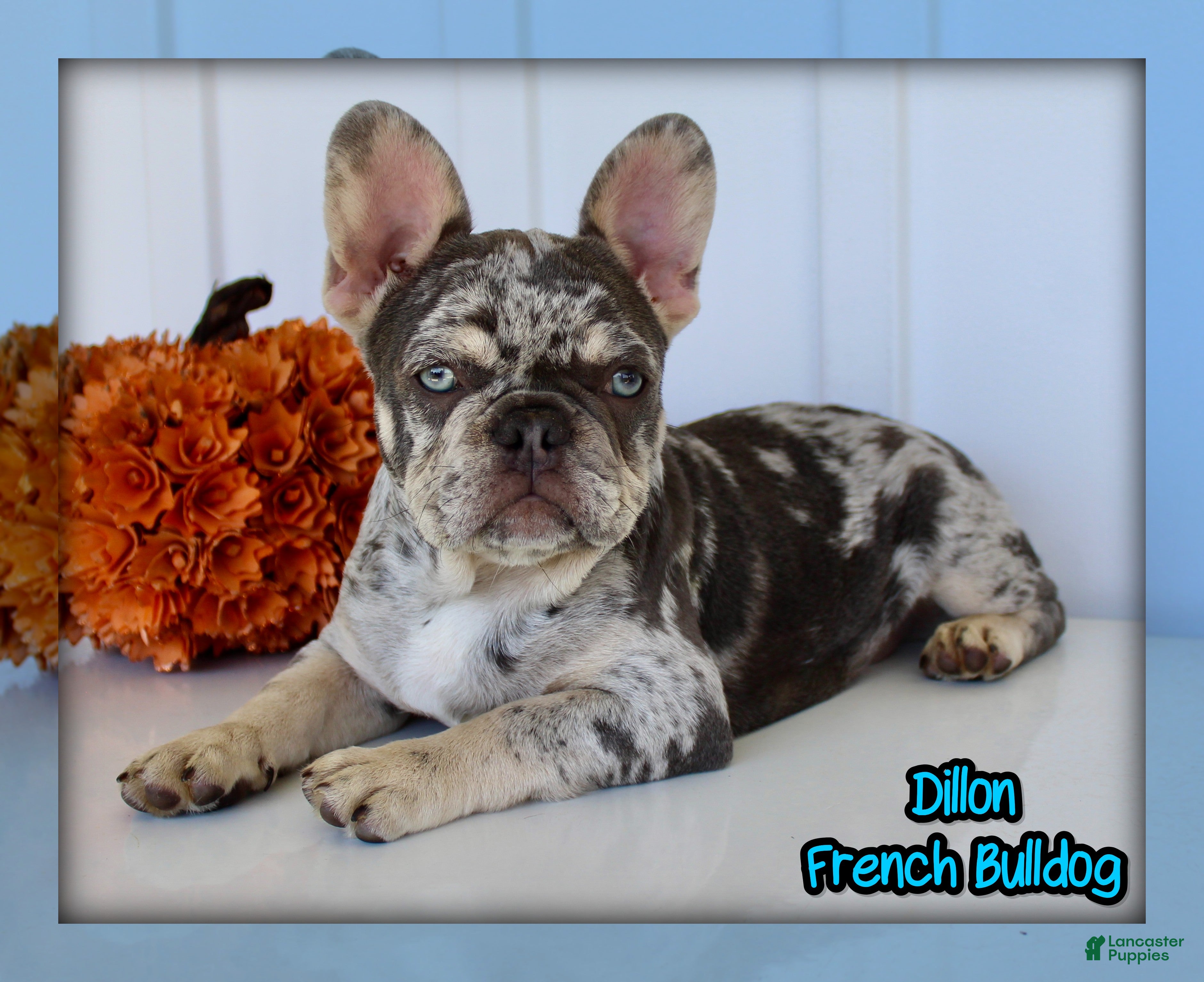French Bulldog dogs Dillon - Ad 1