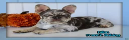 French Bulldog dogs for sale: Dillon - Ad 1