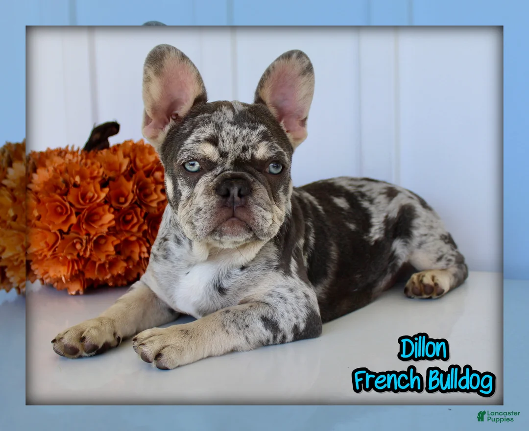 French Bulldog dogs for sale: Dillon - Ad 1
