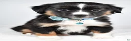 Miniature Australian Shepherd dogs for sale: Fern - Ad 2