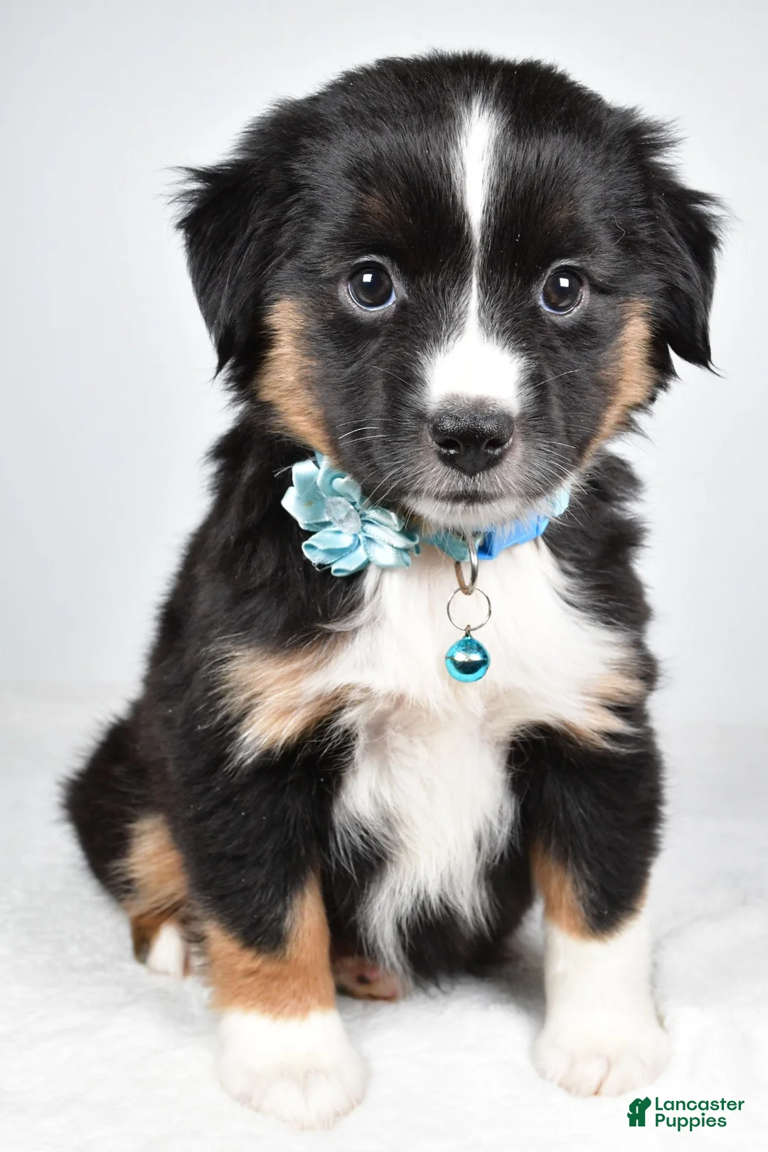Miniature Australian Shepherd dogs for sale: Fern - Ad 2