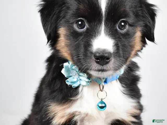 Miniature Australian Shepherd dogs for sale: Fern - Ad 2