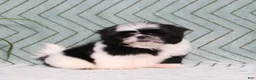 Shih Tzu dogs for sale: Polecat - Ad 7