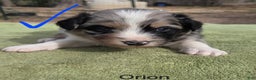 Australian Shepherd dogs for sale: Orion - Ad 1