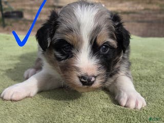 Australian Shepherd dogs Orion - Ad 14