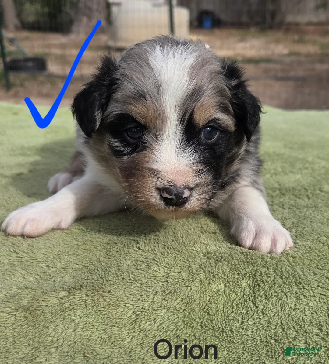 Australian Shepherd dogs for sale: Orion - Ad 1
