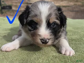 Australian Shepherd dogs Orion - Ad 18